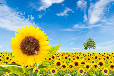 sonnenblume